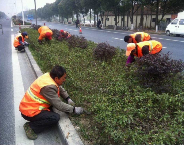 南宁绿化怎么养护